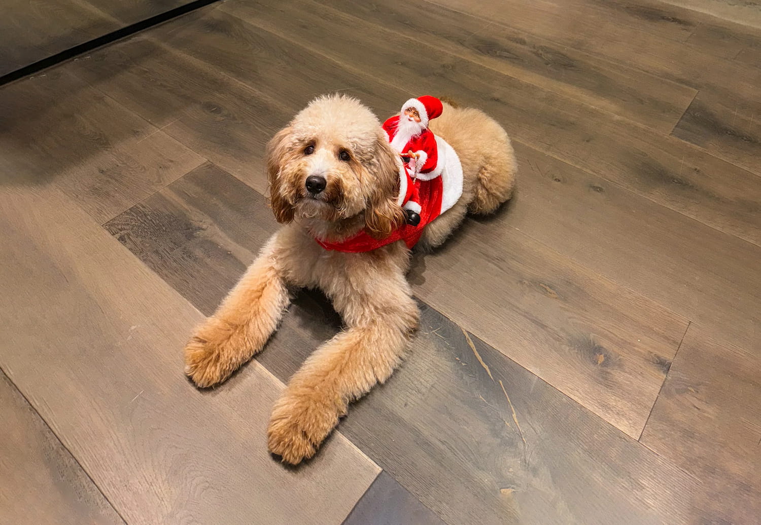 Gratitude for an Incredible Year - PID Floors - SFDP